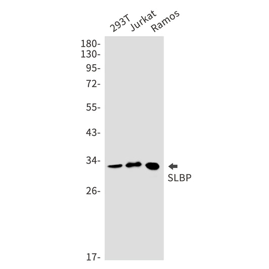 SLBP Rabbit Monoclonal Antibody