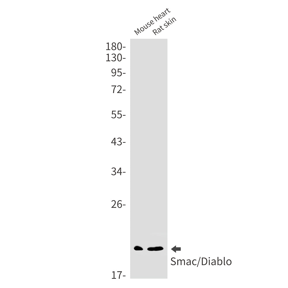 SMAC Rabbit Monoclonal Antibody