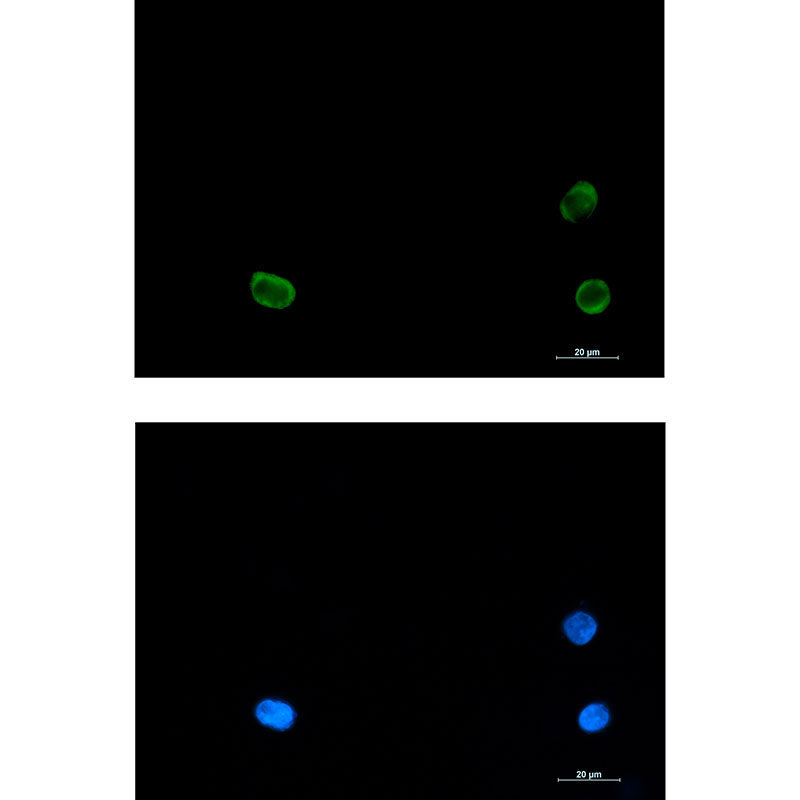 SNAP29 Rabbit Monoclonal Antibody