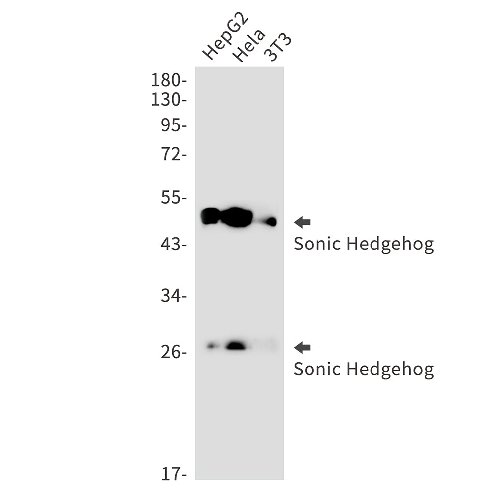 Sonic Hedgehog Rabbit Monoclonal Antibody