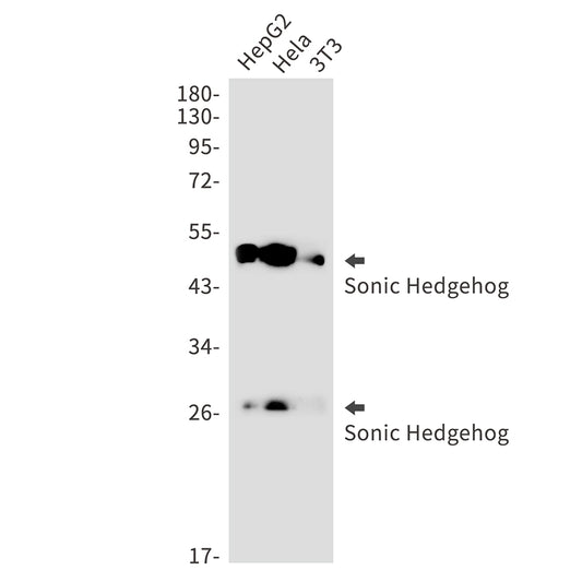 Sonic Hedgehog Rabbit Monoclonal Antibody