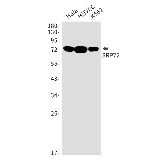 SRP72 Rabbit Monoclonal Antibody