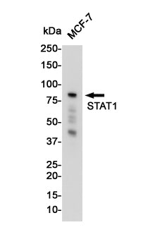 STAT1 Rabbit Monoclonal Antibody