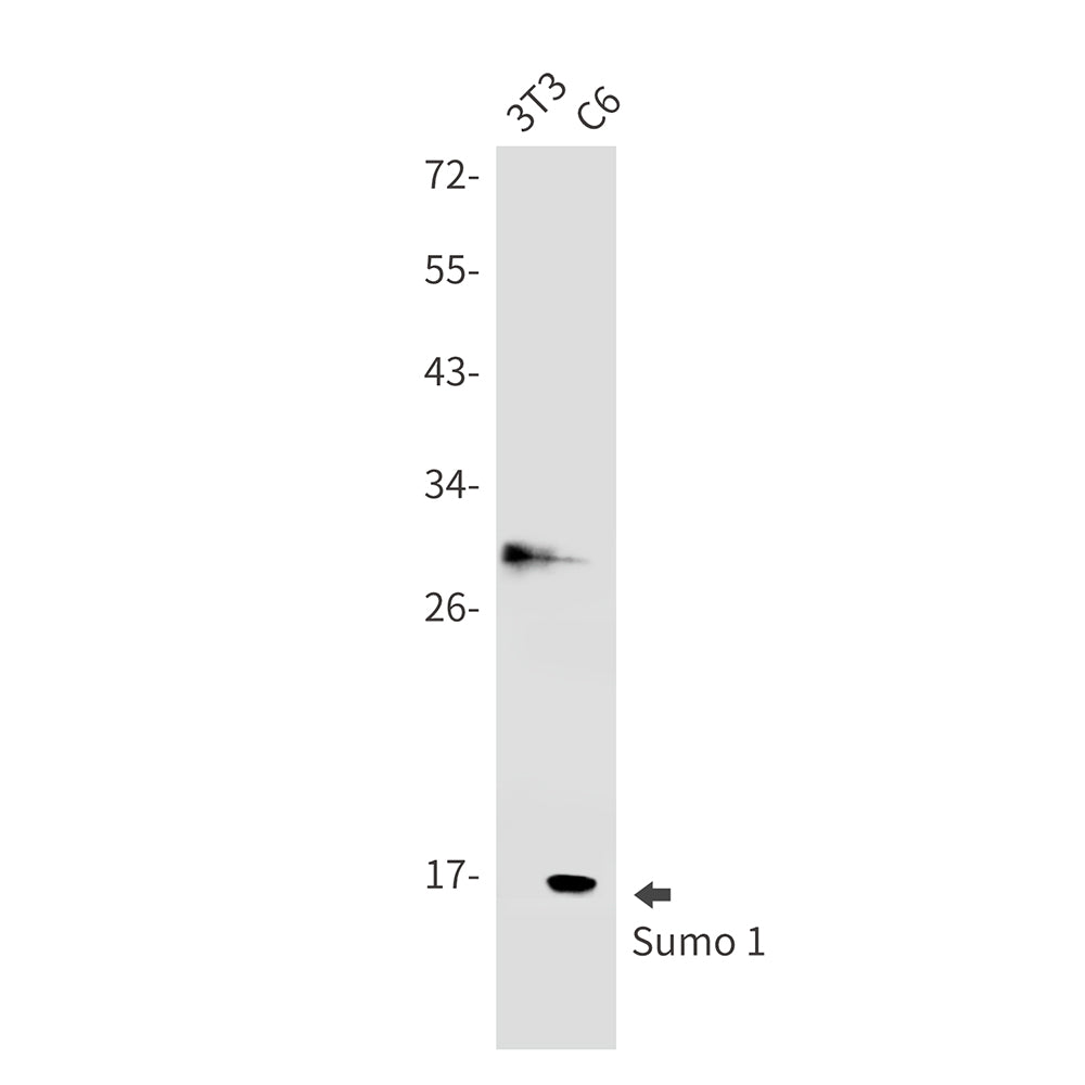 SUMO1 Rabbit Monoclonal Antibody