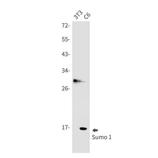 SUMO1 Rabbit Monoclonal Antibody
