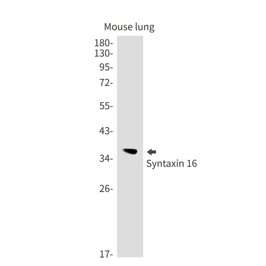 Syntaxin 16 Rabbit Monoclonal Antibody