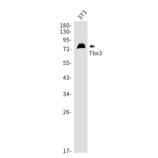 T Box Protein 3 Rabbit Monoclonal Antibody