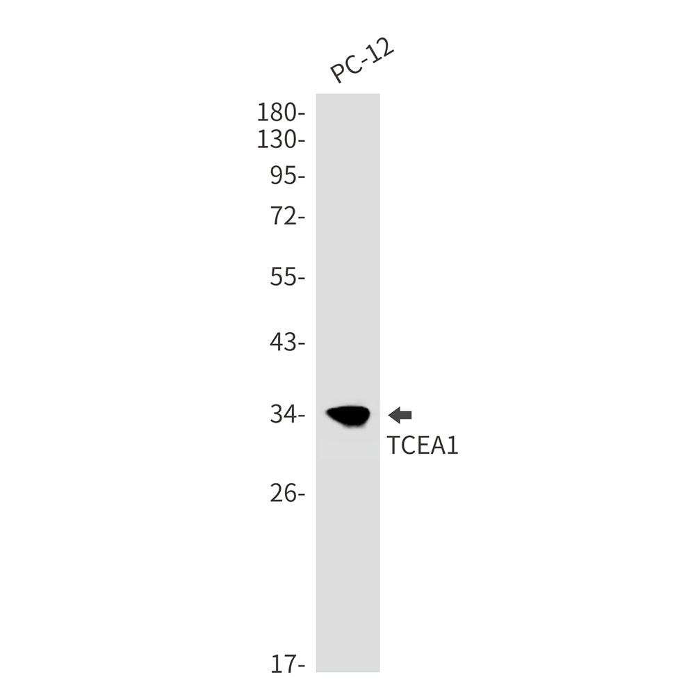 TCEA1 Rabbit Monoclonal Antibody