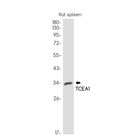 TCEA1 Rabbit Monoclonal Antibody