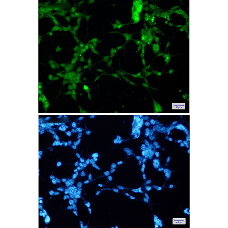 TDP 43 Rabbit Monoclonal Antibody