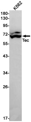 Tec Rabbit Monoclonal Antibody