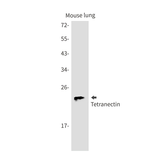 Tetranectin Rabbit Monoclonal Antibody
