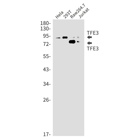 Transcription Factor E3 Rabbit Monoclonal Antibody