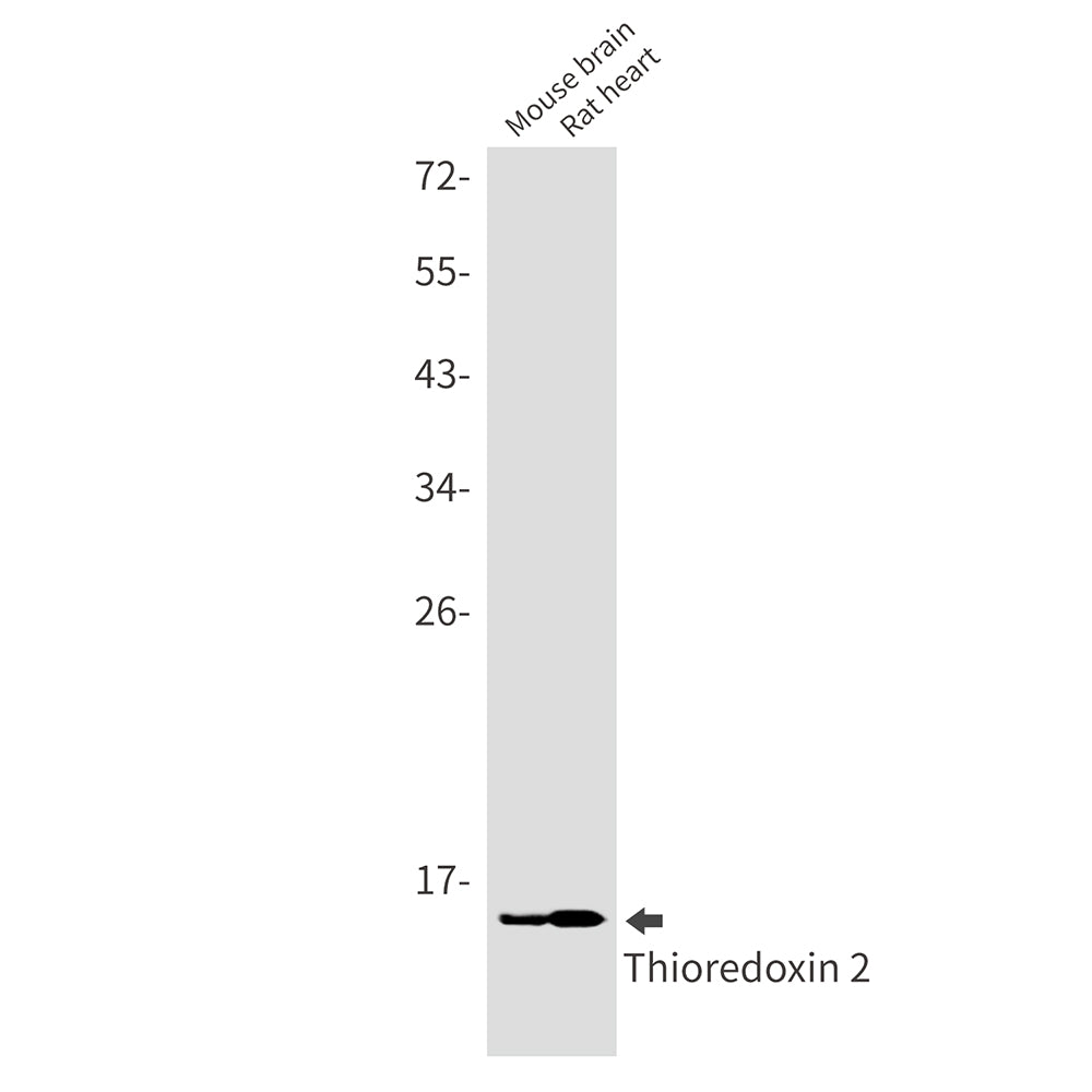 Thioredoxin 2 Rabbit Monoclonal Antibody