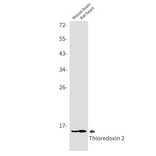 Thioredoxin 2 Rabbit Monoclonal Antibody