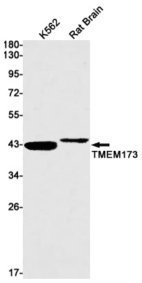 STING Rabbit Monoclonal Antibody