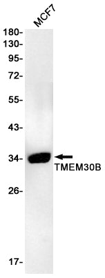 Transmembrane Protein 30B Rabbit Monoclonal Antibody