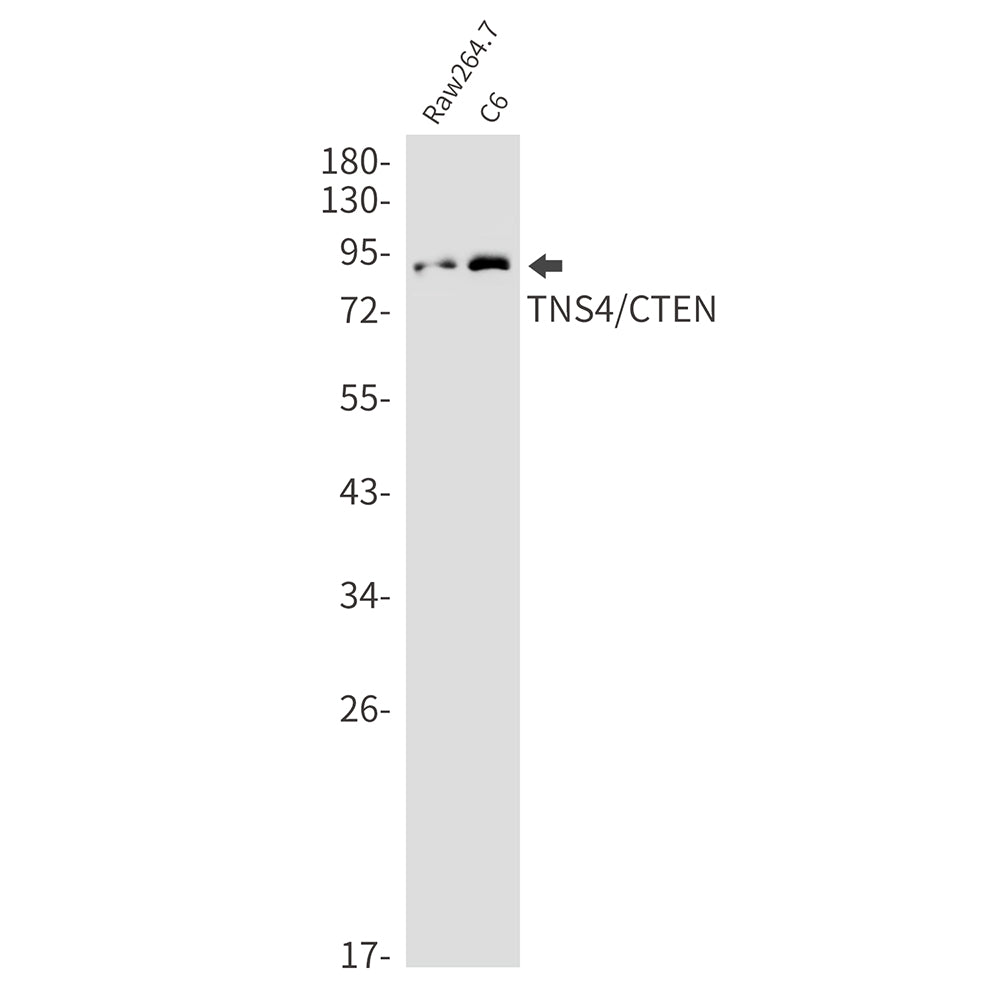 Tensin 4 Rabbit Monoclonal Antibody