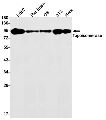 Topoisomerase I Rabbit Monoclonal Antibody