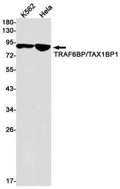 TAX1BP1 Rabbit Monoclonal Antibody
