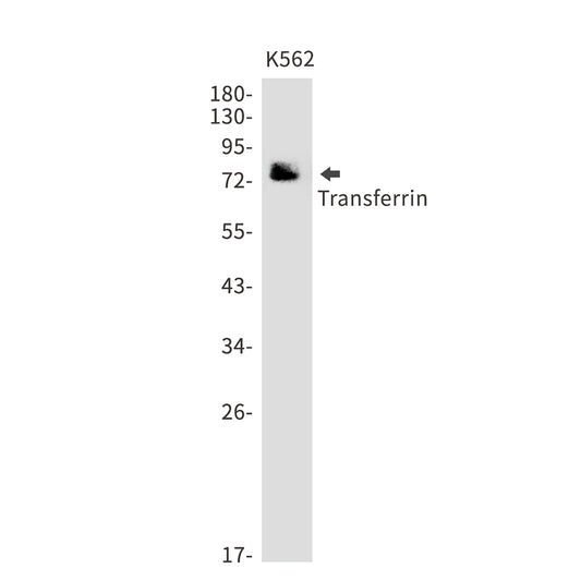Transferrin Rabbit Monoclonal Antibody