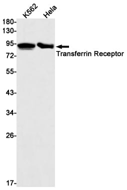 Transferrin Receptor 1 Rabbit Monoclonal Antibody