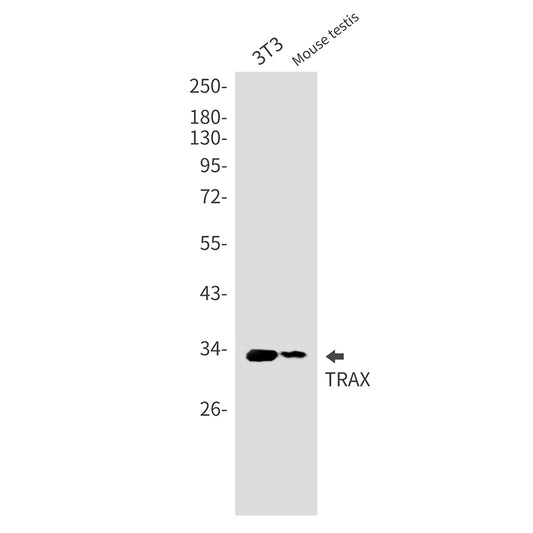Translin Associated Protein X Rabbit Monoclonal Antibody