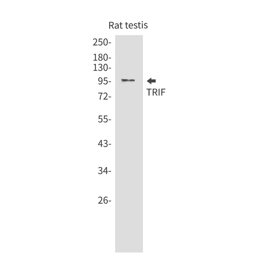 TRIF Rabbit Monoclonal Antibody