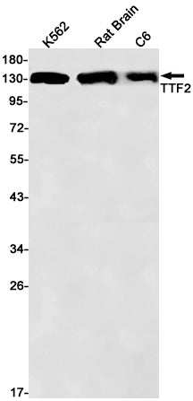 Transcription Termination Factor 2 Rabbit Monoclonal Antibody