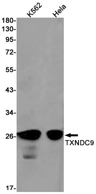 TXNDC9 Rabbit Monoclonal Antibody