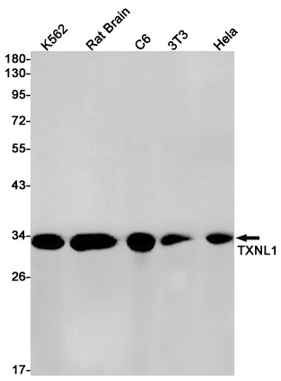 Thioredoxin Like Protein 1 Rabbit Monoclonal Antibody