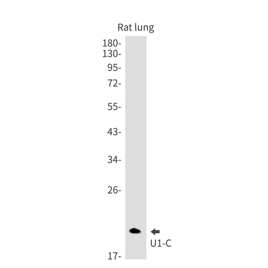 U1C Rabbit Monoclonal Antibody
