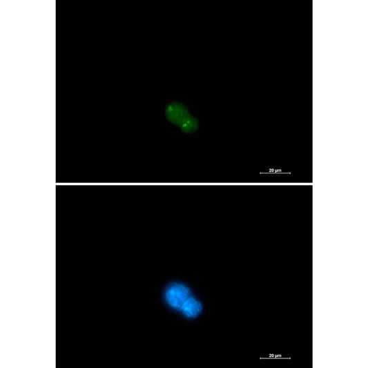 UBA2 Rabbit Monoclonal Antibody