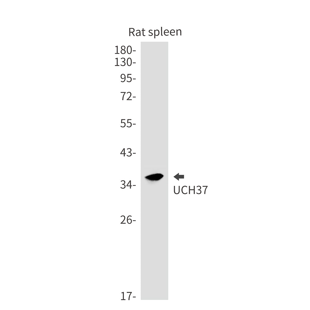 UCHL5 Rabbit Monoclonal Antibody