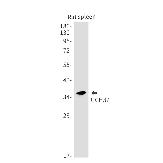 UCHL5 Rabbit Monoclonal Antibody
