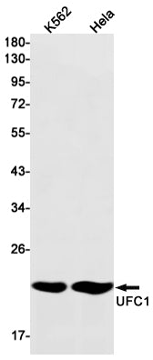UFC1 Rabbit Monoclonal Antibody
