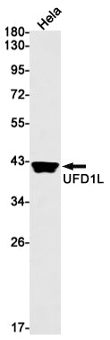 UFD1 Rabbit Monoclonal Antibody
