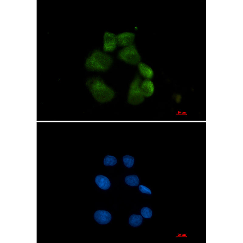 USP13 Rabbit Monoclonal Antibody