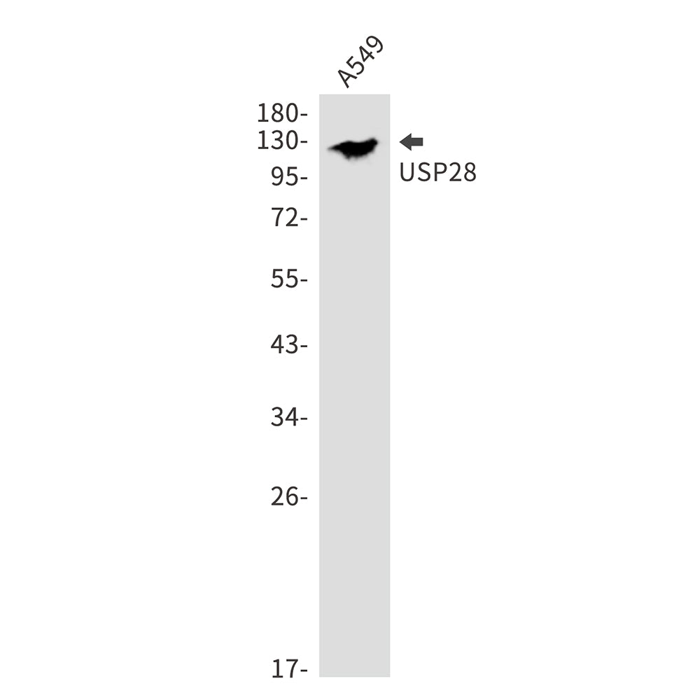 USP28 Rabbit Monoclonal Antibody
