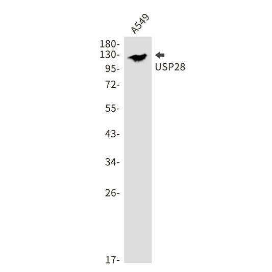 USP28 Rabbit Monoclonal Antibody