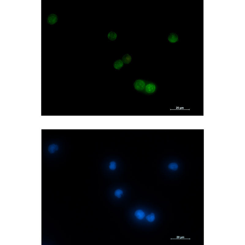 VAMP2 Rabbit Monoclonal Antibody