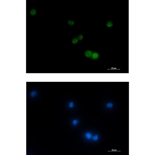 VAMP2 Rabbit Monoclonal Antibody