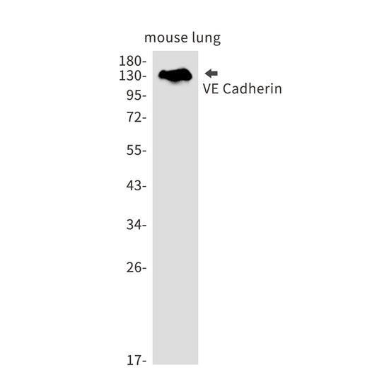 Cadherin 5 Rabbit Monoclonal Antibody