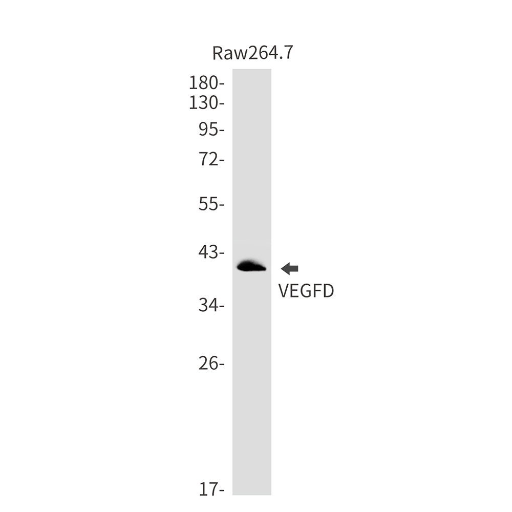 VEGFD Rabbit Monoclonal Antibody