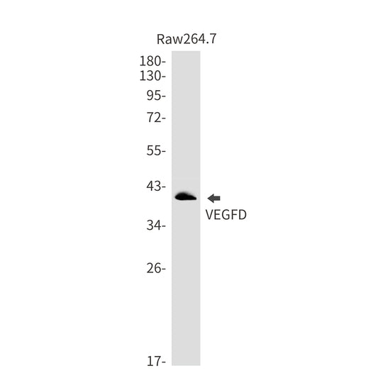 VEGFD Rabbit Monoclonal Antibody