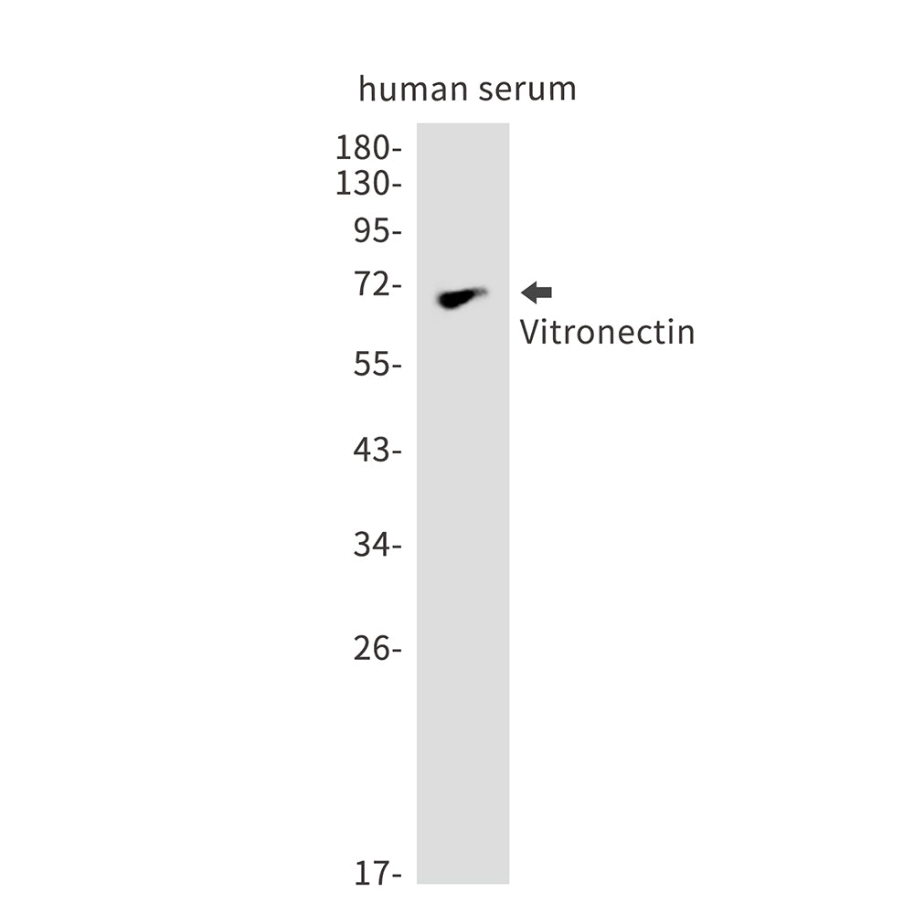 Vitronectin Rabbit Monoclonal Antibody