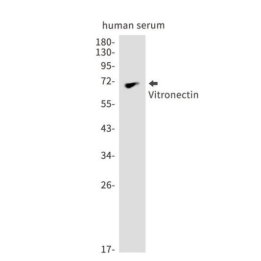 Vitronectin Rabbit Monoclonal Antibody