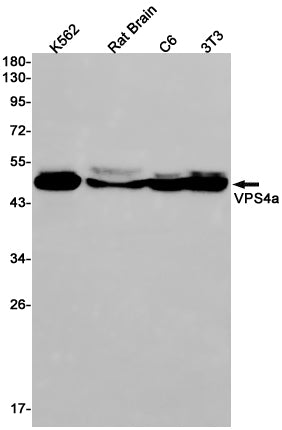 VPS4A Rabbit Monoclonal Antibody