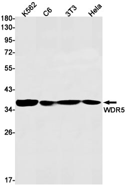 WDR5 Rabbit Monoclonal Antibody