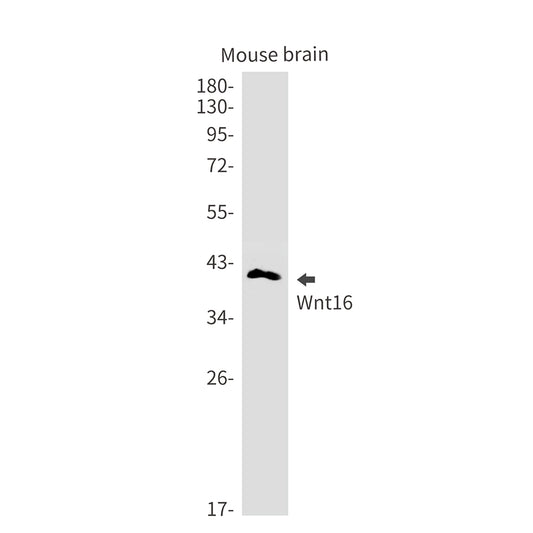 Wnt16 Rabbit Monoclonal Antibody